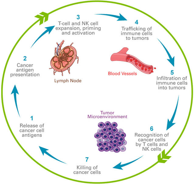 Graphic of the immunity cycle & where along the cycle our oncology product candidates may have an impact