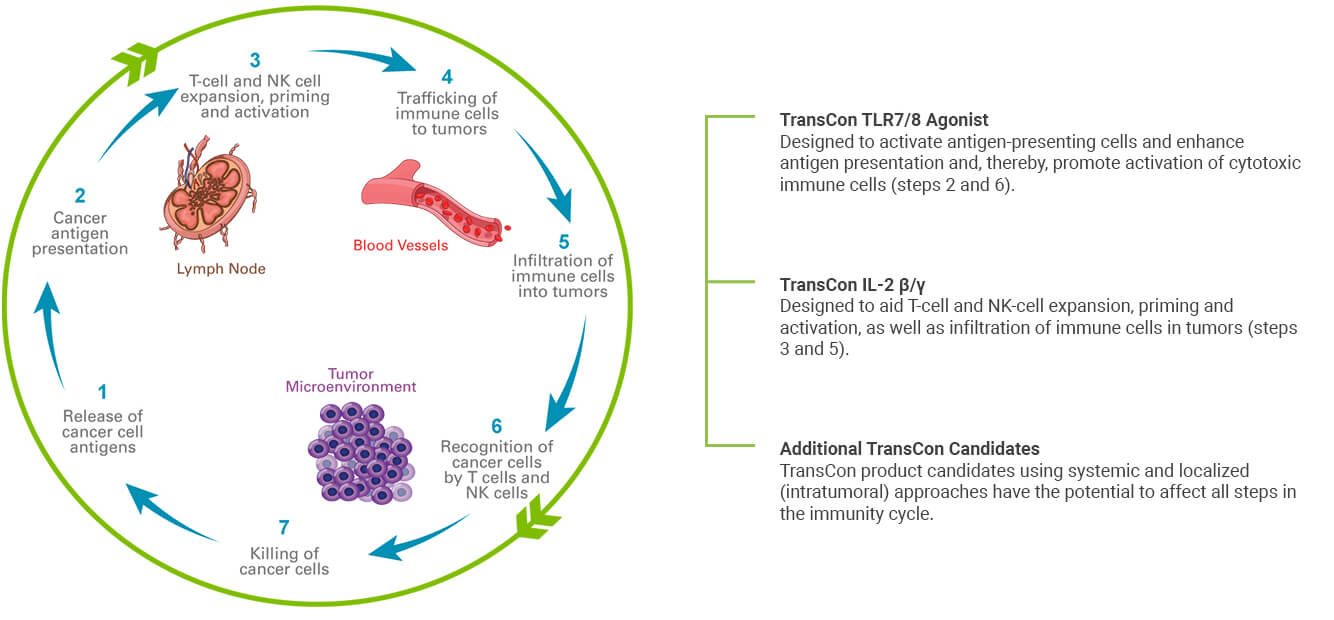 immunity-cycle3 Graphic of the immunity cycle & where along the cycle our oncology product candidates may have an impact