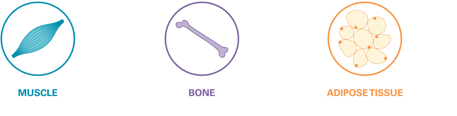 hgh_list-transconhgh_04 Infographic of how endogenous growth hormone supports healthy development of muscle, bone and adipose tissue