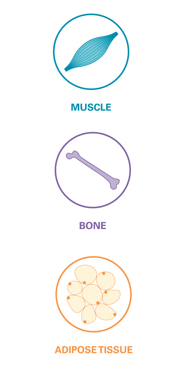 hgh_list-transconhgh_05_m Infographic of how endogenous growth hormone supports healthy development of muscle, bone and adipose tissue