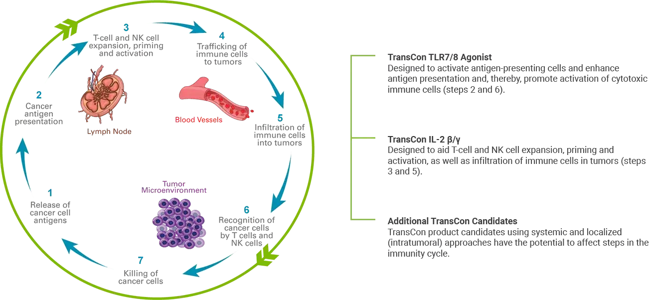 Oncology Immunity Cycle Graphic