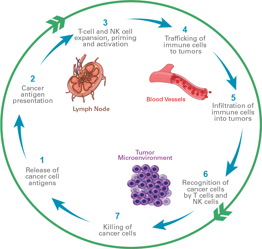 PTH_Immunity_Cycle_Graphic